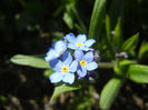 Myosotis alpestris (2013, April 17)