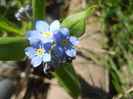 Myosotis alpestris (2013, April 17)