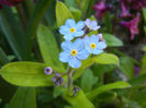 Myosotis alpestris (2013, April 17)