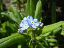 Myosotis alpestris (2013, April 17)