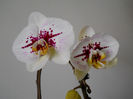 DSCN4017