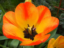 Tulipa Orange Bowl (2013, April 18)