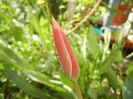 Tulipa Peppermint Stick (2013, April 18)