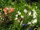 Spring colors (2013, April 17)