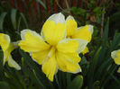 Narcissus Cassata (2013, April 18)