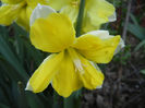 Narcissus Cassata (2013, April 18)