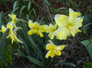 Narcissus Cassata (2013, April 18)