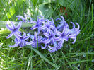 Hyacinth Blue Jacket (2013, April 17)