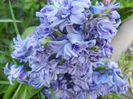 Hyacinth Isabelle (2013, April 18)