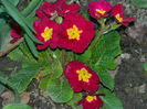 DSCN6936