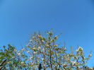 DSCN7046