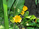 DSCN7075