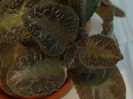 Black Foot - episcia