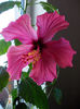 18 aprilie 2013-flori 001