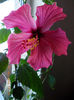 18 aprilie 2013-flori 003