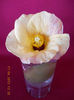 18 aprilie 2013-flori 004