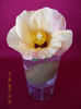 18 aprilie 2013-flori 005