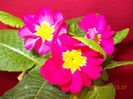 18 aprilie 2013-flori 016