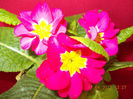18 aprilie 2013-flori 014