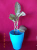 episcia ?
