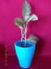 18 aprilie 2013-flori 018