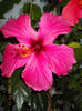 18 aprilie 2013-flori 030
