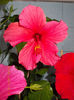 18 aprilie 2013-flori 035