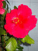 18 aprilie 2013-flori 038