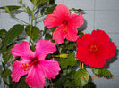 18 aprilie 2013-flori 039