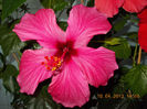 18 aprilie 2013-flori 049