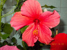 18 aprilie 2013-flori 052