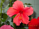 18 aprilie 2013-flori 054