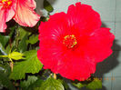 18 aprilie 2013-flori 056