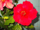 18 aprilie 2013-flori 058