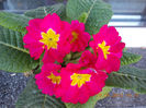 primula