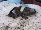 titanopsis calcarea