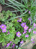 primula