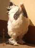 DSCN0045