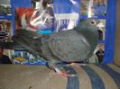 negru 005