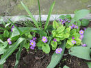 primula