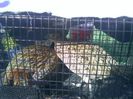 Pic_0610_452