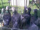 Pic_0610_454