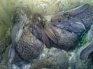 Pic_0610_458