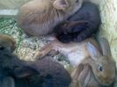 Pic_0610_460