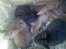 Pic_0610_461