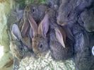 Pic_0610_462