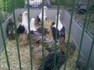 Pic_0610_465