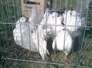 Pic_0610_478