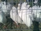 Pic_0610_479