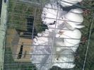 Pic_0610_481
